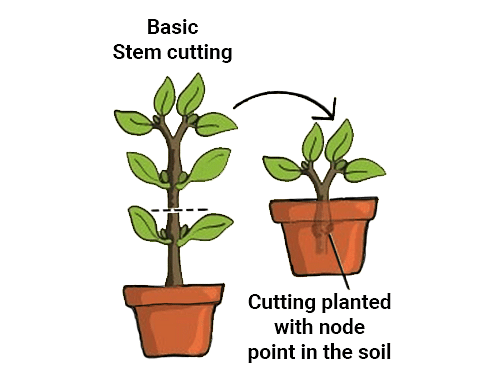 Vegetative Propagation Meaning Types And Examples 